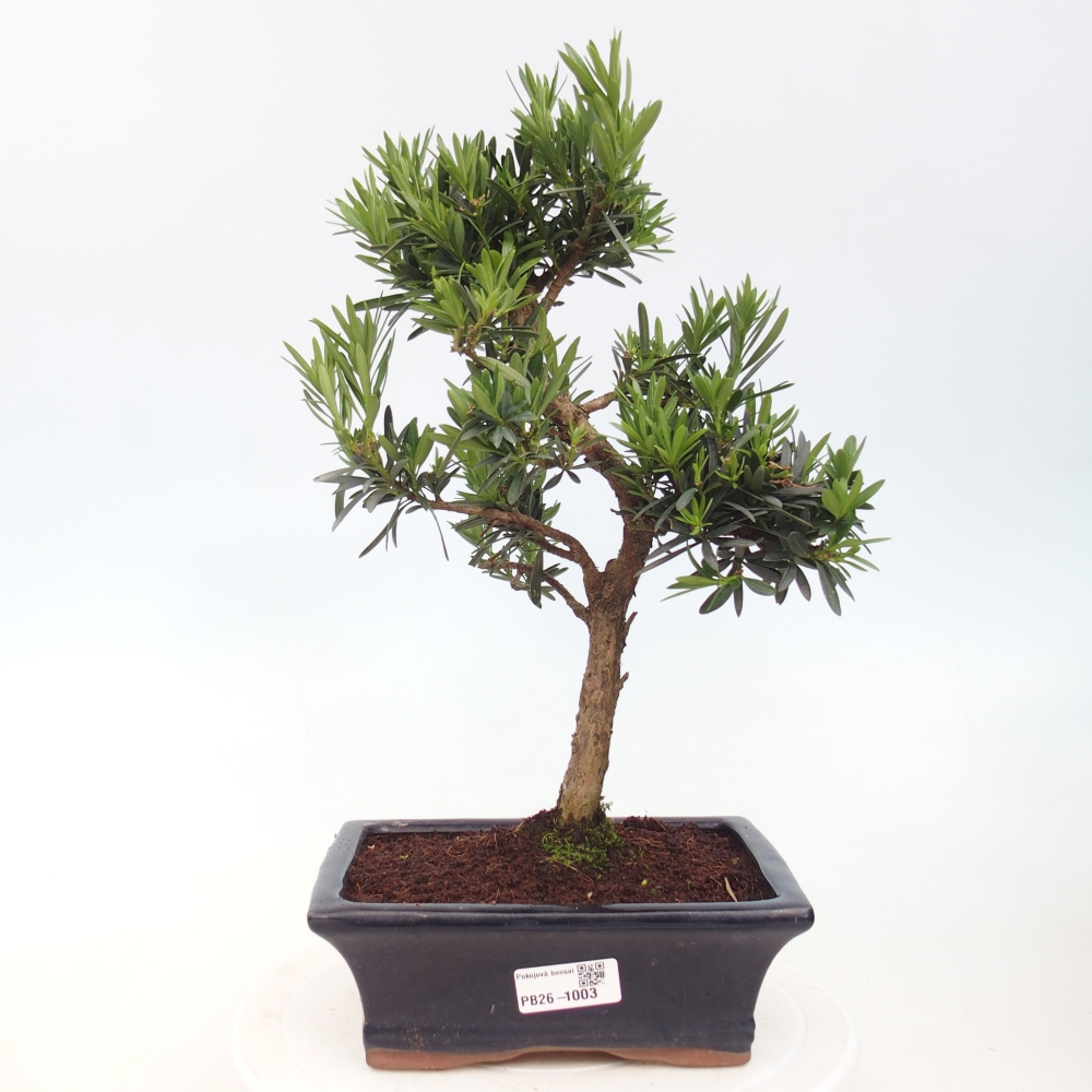 Pokojová bonsai - Podocarpus - Kamenný tis