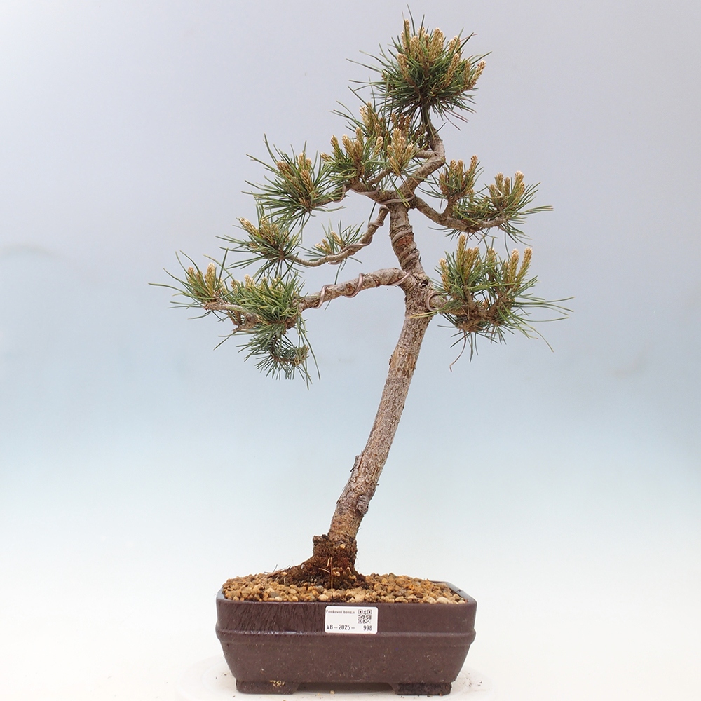 Venkovní bonsai - Pinus Sylvestris Watererri - Borovice lesní