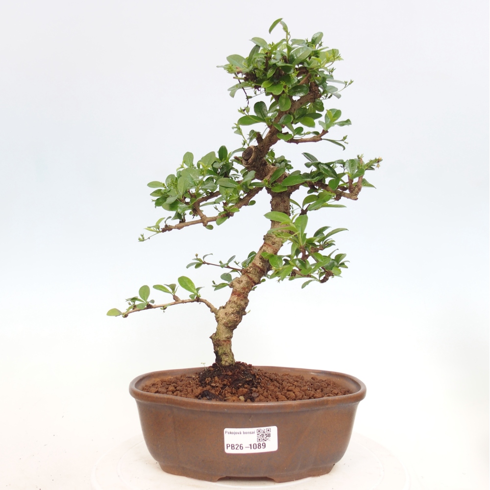 Pokojová bonsai - Carmona macrophylla - Čaj fuki