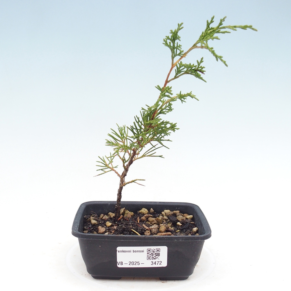 Venkovní bonsai - Juniperus chinensis Itoigawa -Jalovec čínský