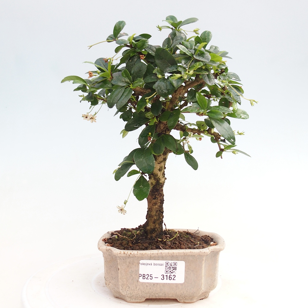 Pokojová bonsai - Carmona macrophylla - Čaj fuki