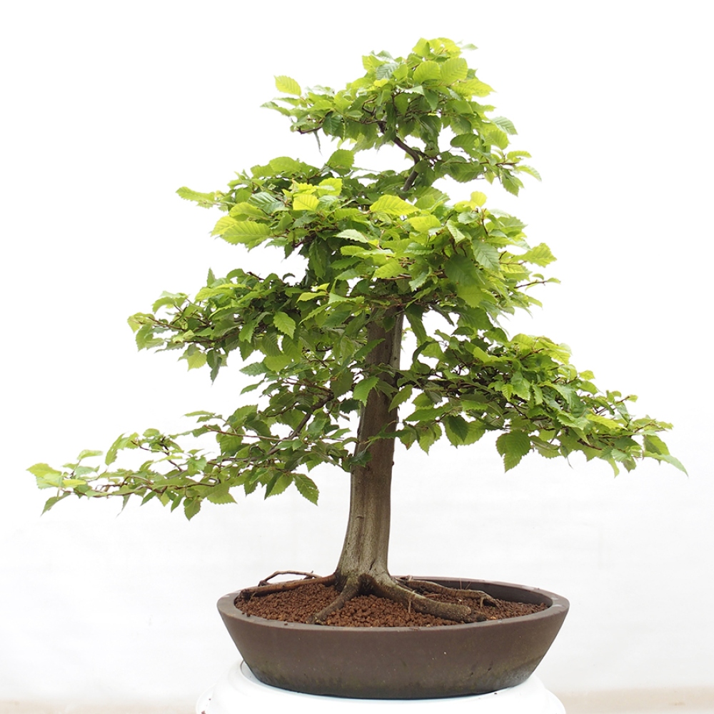 Venkovní bonsai - Habr obecný - Carpinus betulus