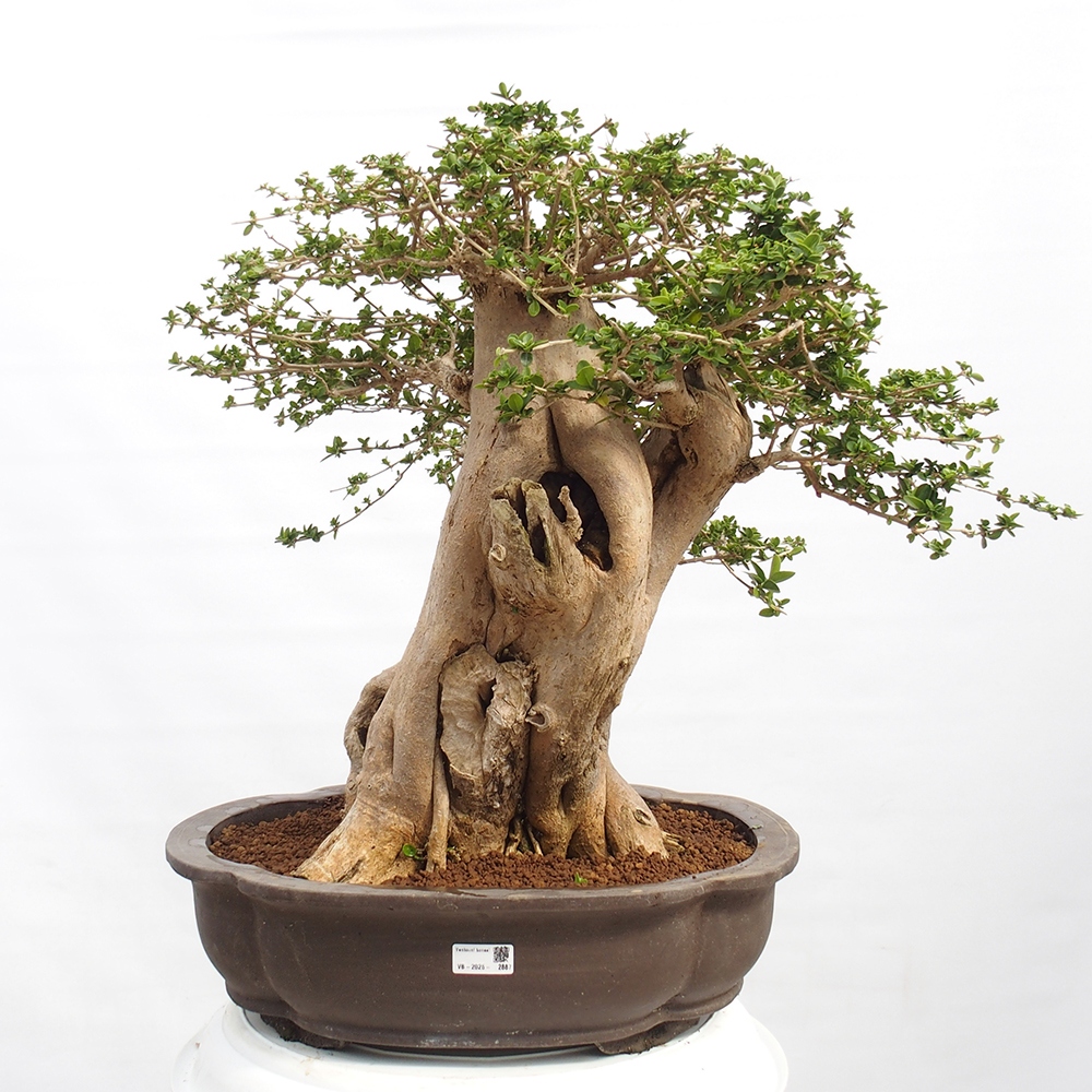 Pokojová bonsai - Premna serratifolia  - Kozlovoň malolistá
