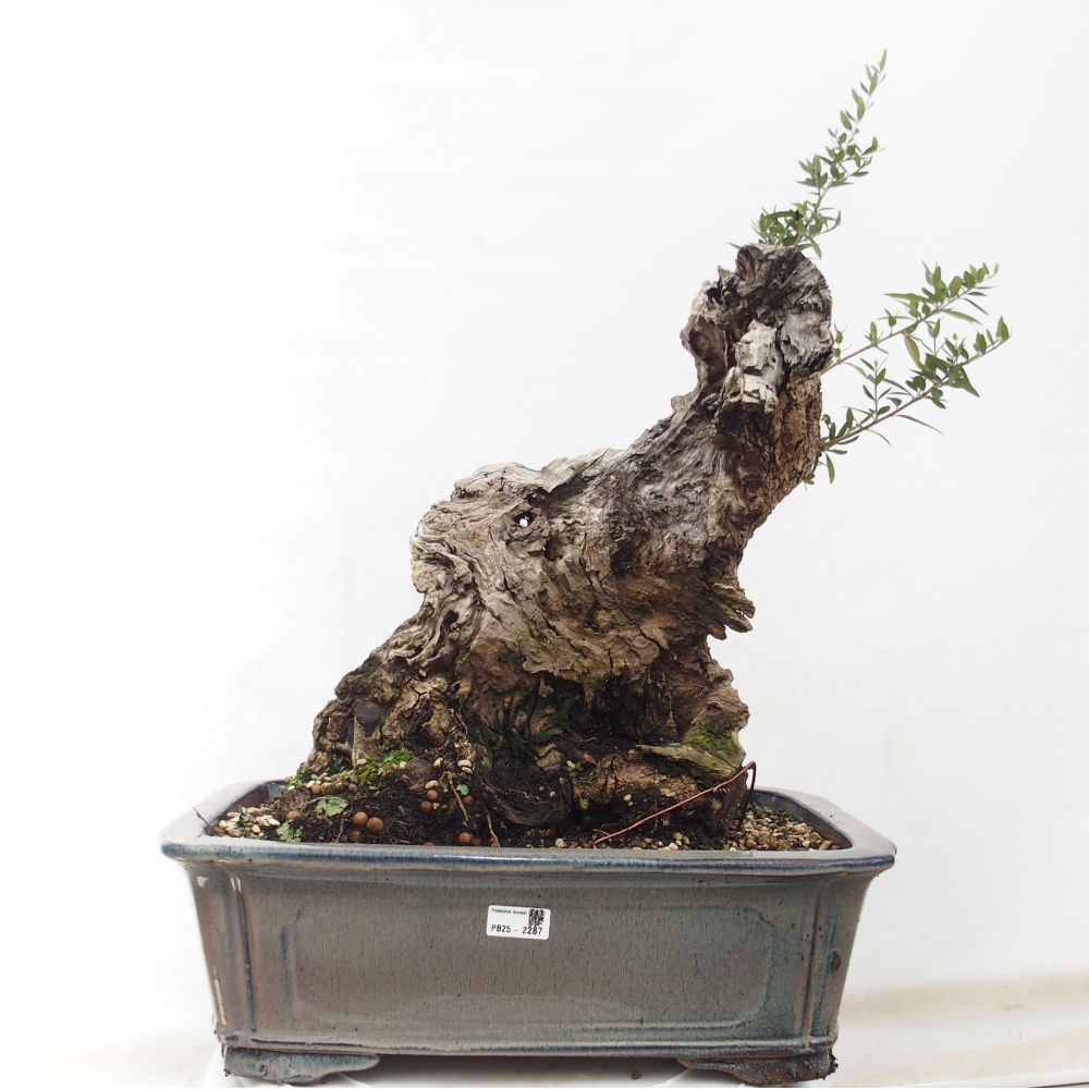 Pokojová bonsai - Olea europaea sylvestris -Oliva evropská drobnolistá