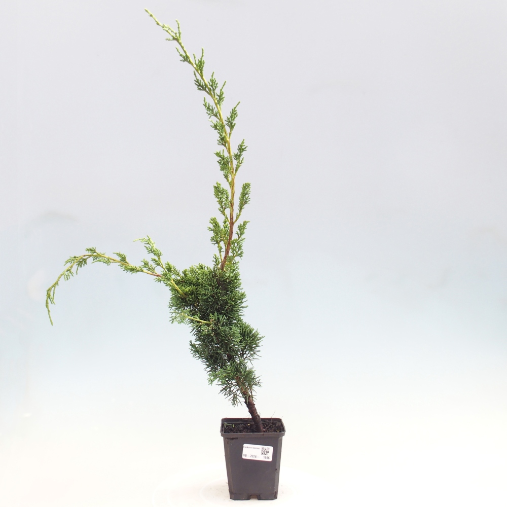Venkovní bonsai - Juniperus chinensis Kishu -Jalovec čínský