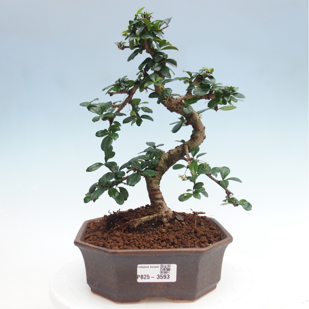 Pokojová bonsai - Carmona macrophylla - Čaj fuki