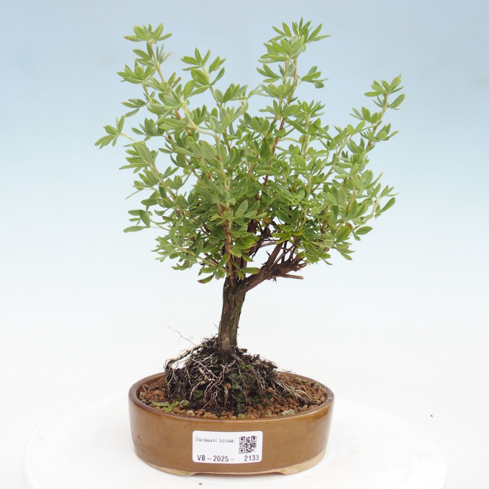 Venkovní bonsai-Mochna křovitá - potentila fruticosa yellow Bird