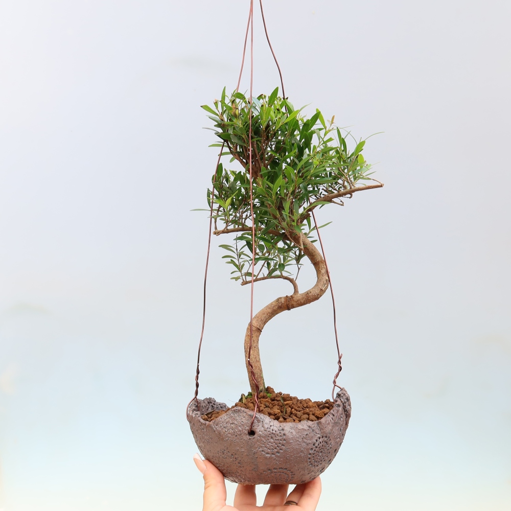 Kokedama v keramice -Syzygium - Pimentovník