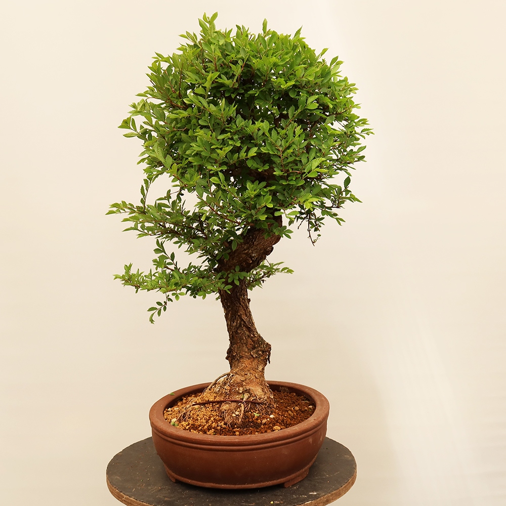 Venkovní bonsai - Zelkova - Zelkova NIRE