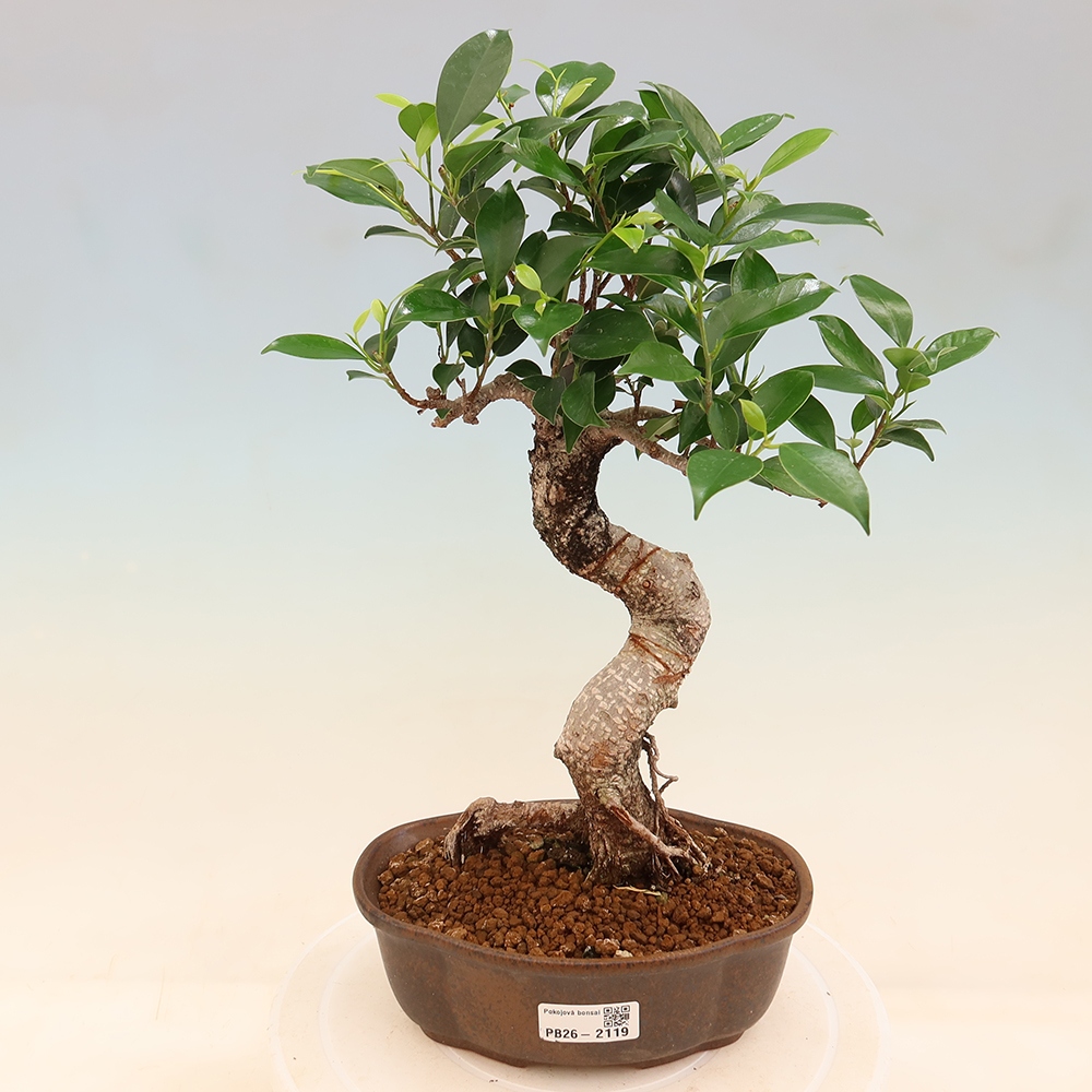 Pokojová bonsai - Ficus retusa -  malolistý fíkus