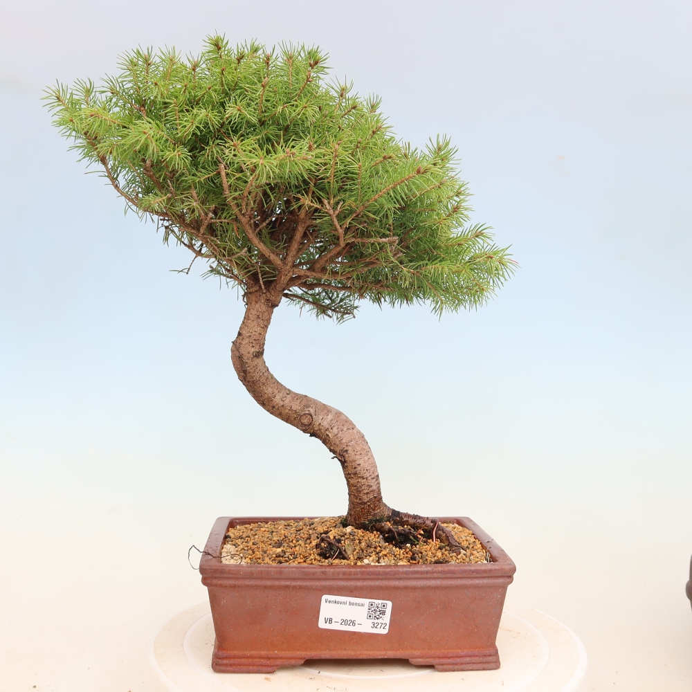 Venkovní bonsai- Smrk kulovitý - Picea glauca globe