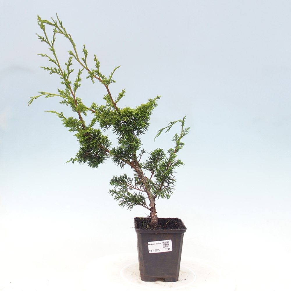 Venkovní bonsai - Juniperus chinensis Itoigawa -Jalovec čínský