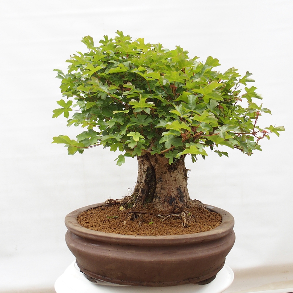Venkovní bonsai - Acer Campestre - Javor babyka