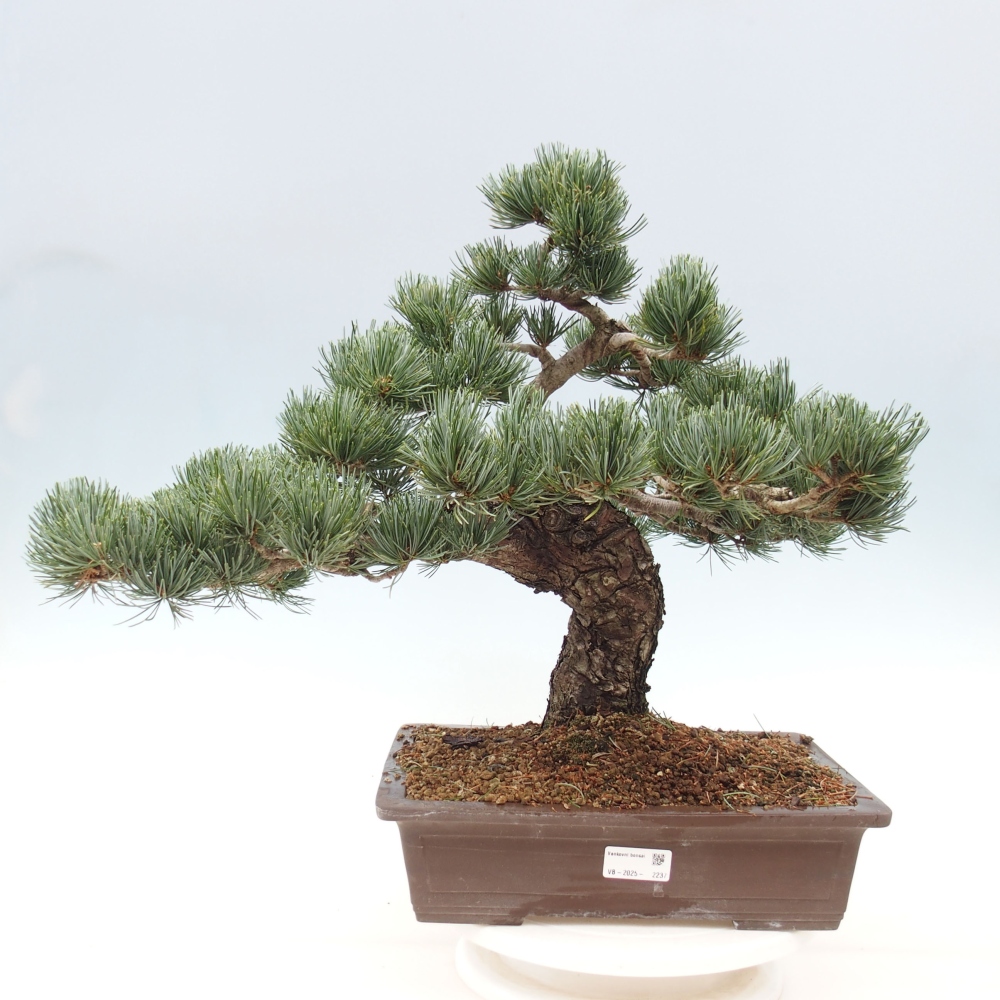 Venkovní bonsai - Pinus parviflora - Borovice drobnokvětá