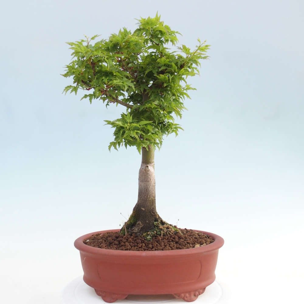 Venkovní bonsai -Javor dlanitolistý Acer palmatum Shishigashira