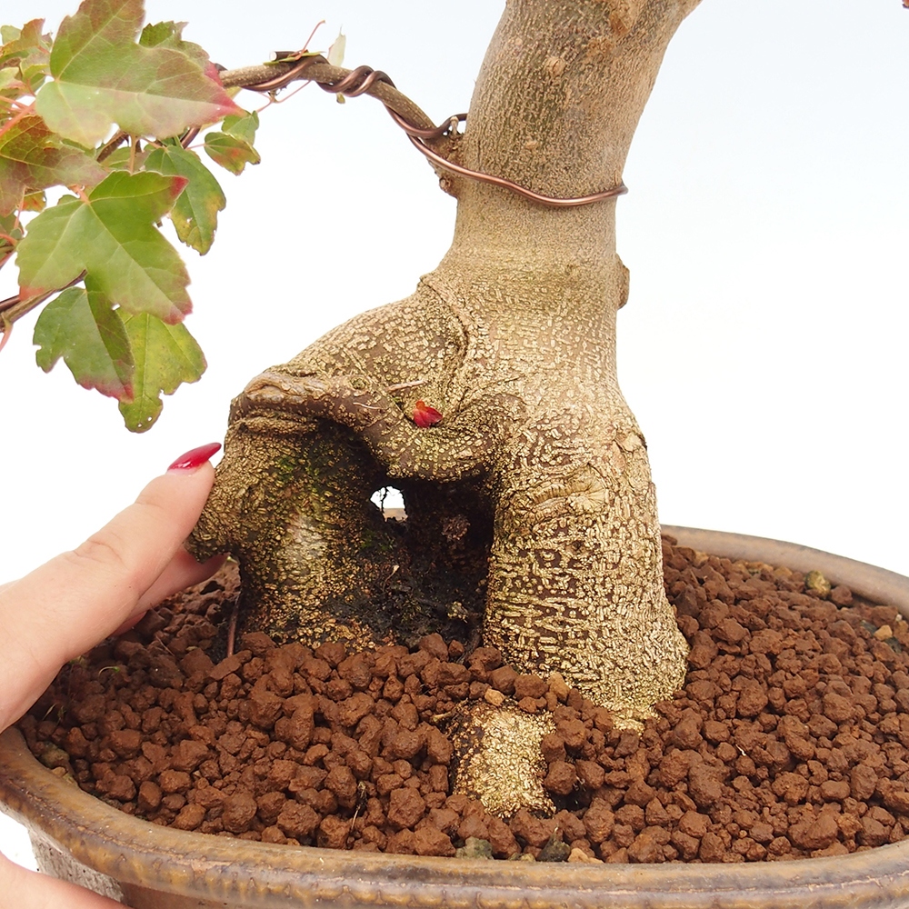 Venkovní bonsai - Acer Buergerianum - Javor Burgerův