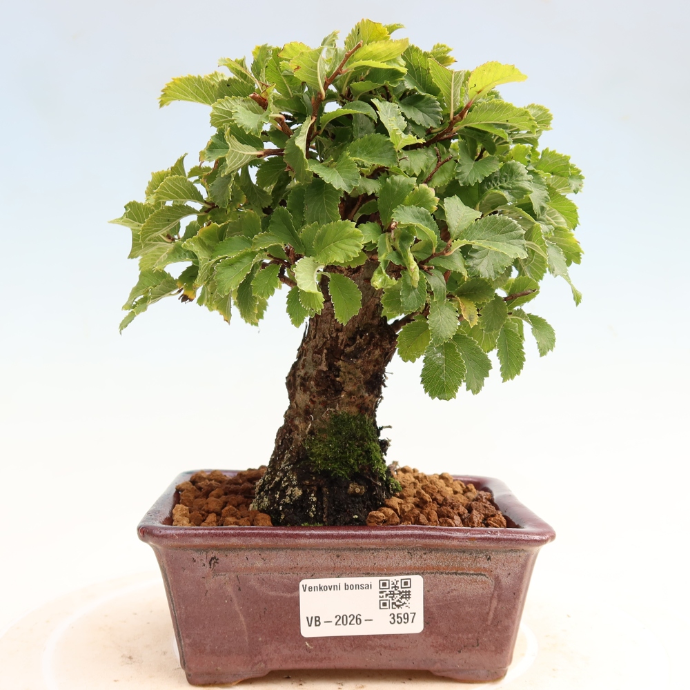 Venkovní bonsai - Zelkova - Zelkova NIRE