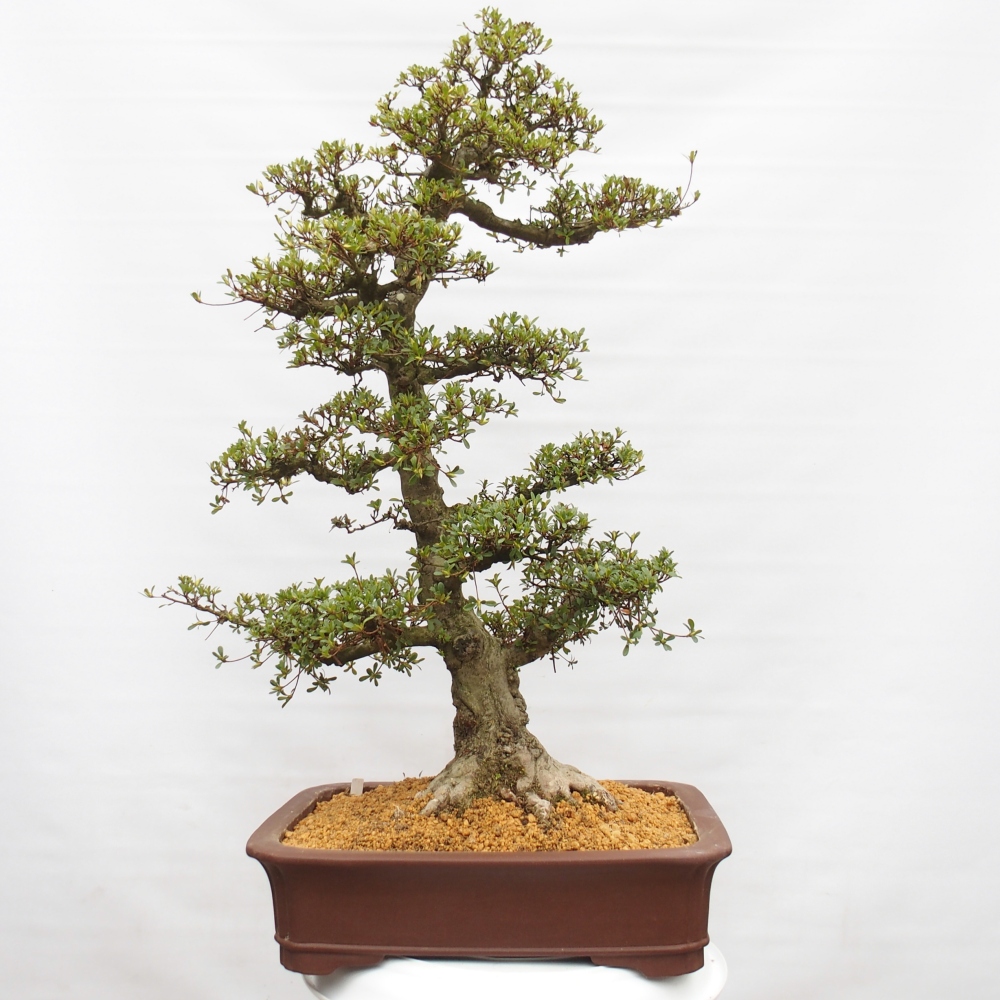 Venkovní bonsai - Japonská azalka - Azalea Tochizumi