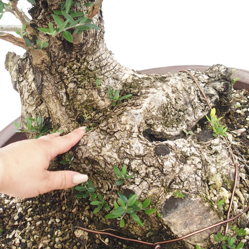 Pokojová bonsai - Olea europaea sylvestris -Oliva evropská drobnolistá