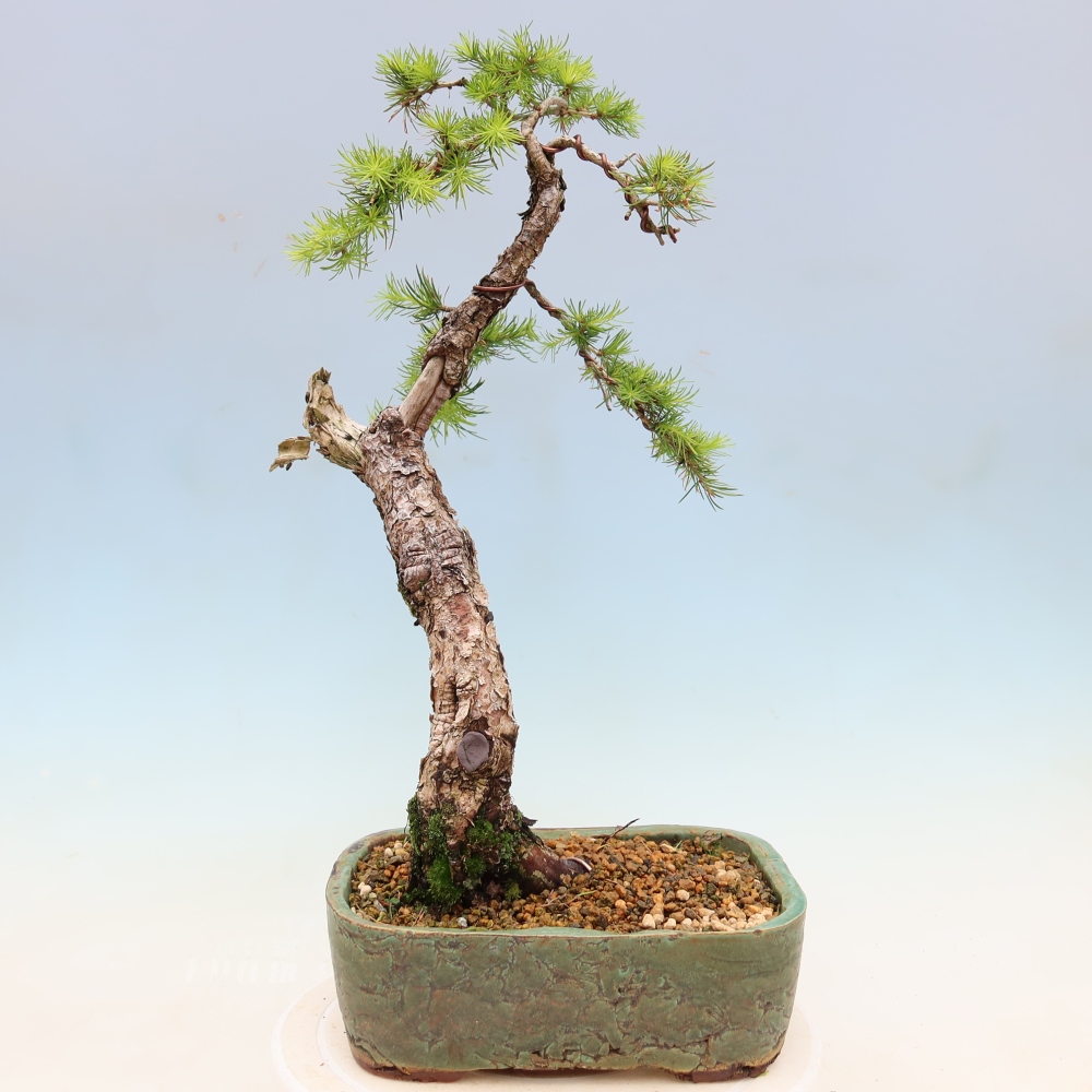 Venkovní bonsai -Larix decidua - Modřín opadavý 