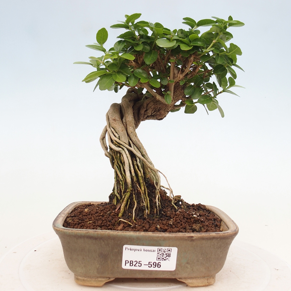 Pokojová bonsai - Premna serratifolia  - Kozlovoň malolistá