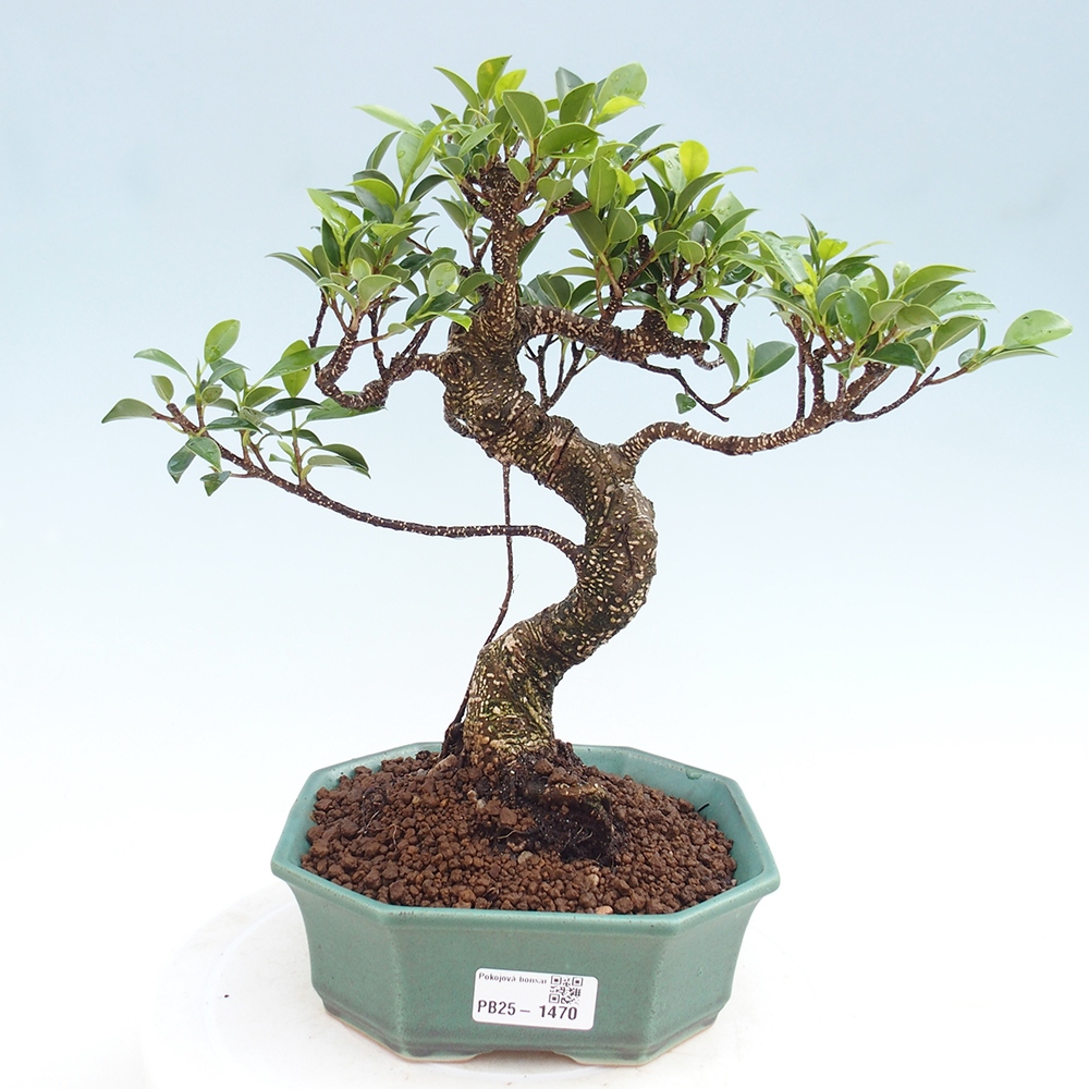 Pokojová bonsai - Ficus retusa -  malolistý fíkus