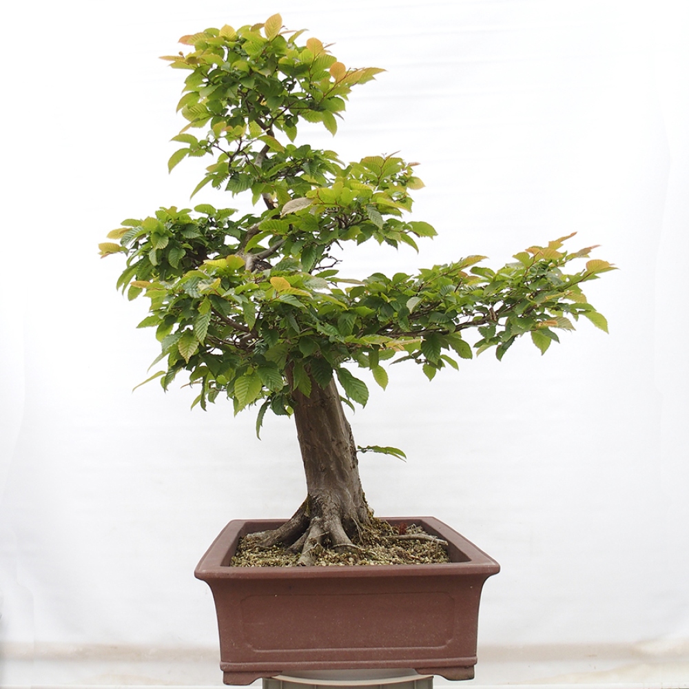 Venkovní bonsai - Habr obecný - Carpinus betulus