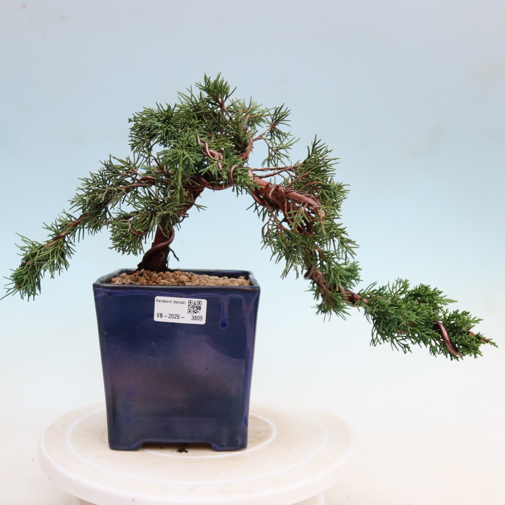 Venkovní bonsai - Juniperus chinensis Kishu -Jalovec čínský