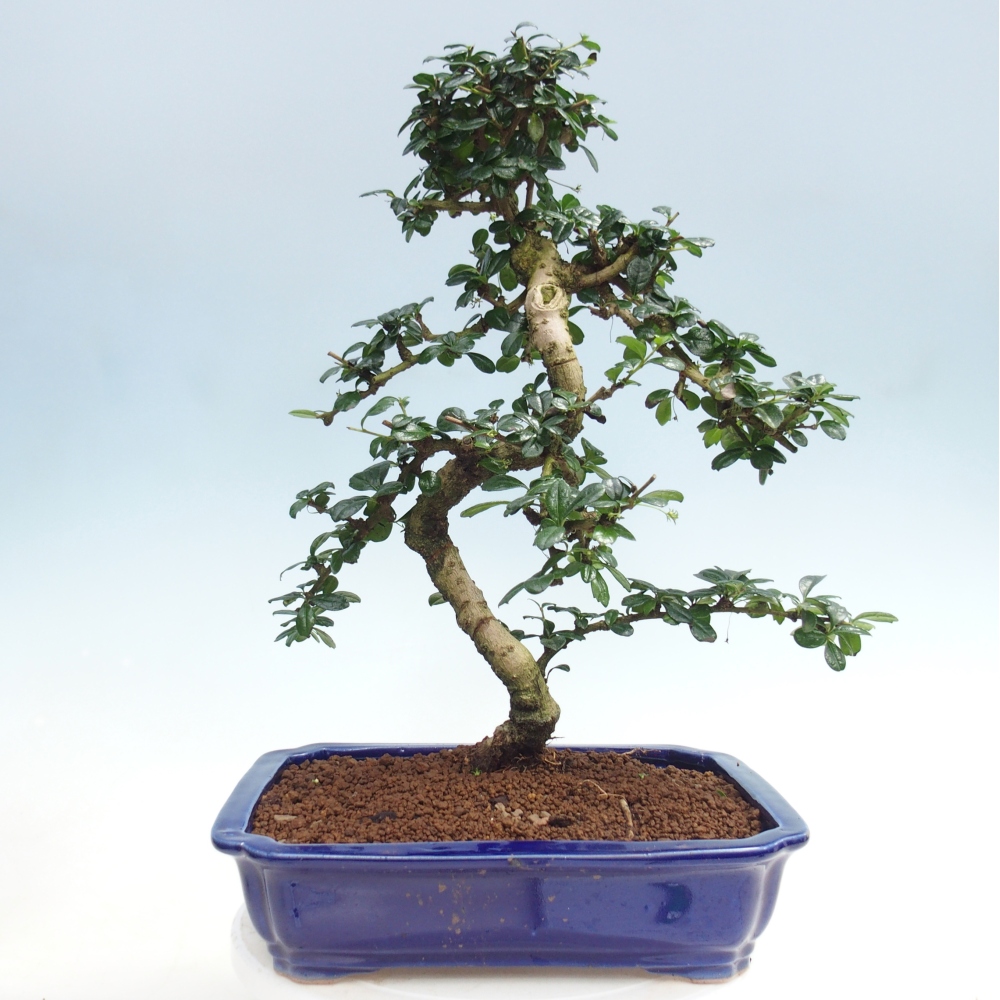 Pokojová bonsai - Carmona macrophylla - Čaj fuki
