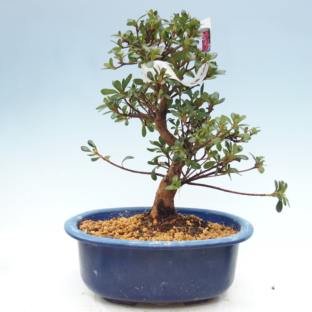 Venkovní bonsai - Japonská azalka - Azalea Kobai