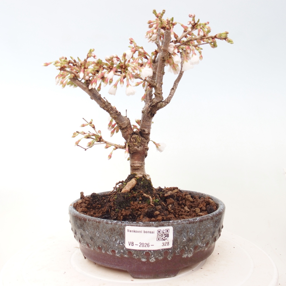 Venkovní bonsai - Prunus incisa Kojou-no mai-Slivoň vyříznutá