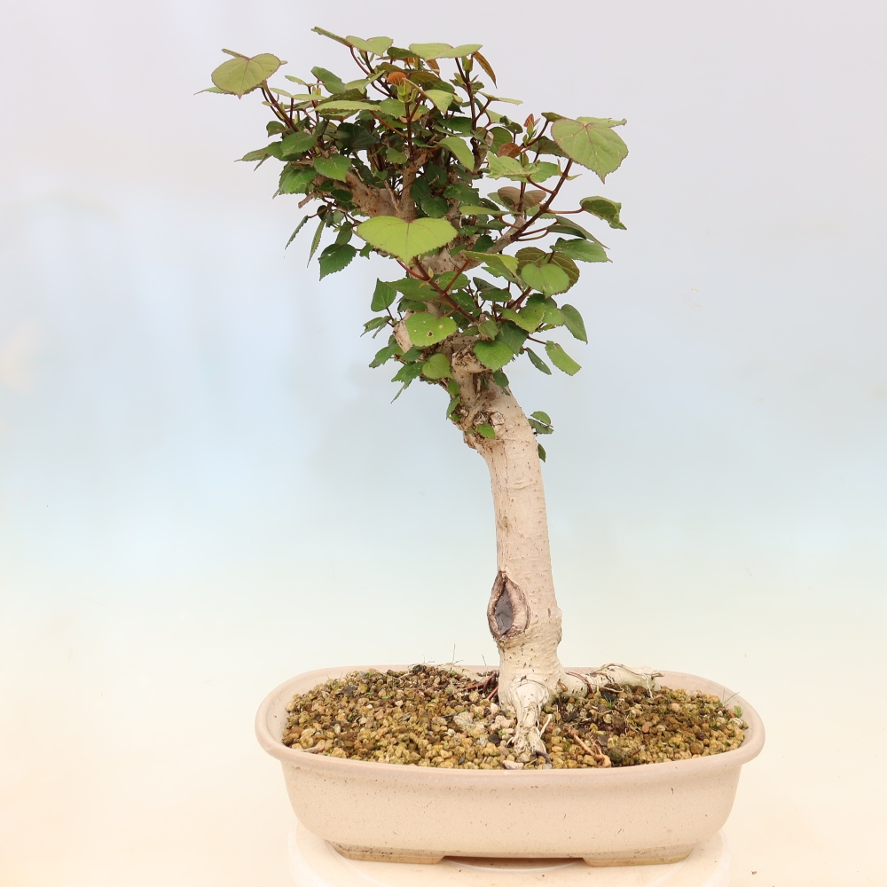 Pokojová bonsai - Hibiscus tiliaceus - Ibišek lípovitý, morský