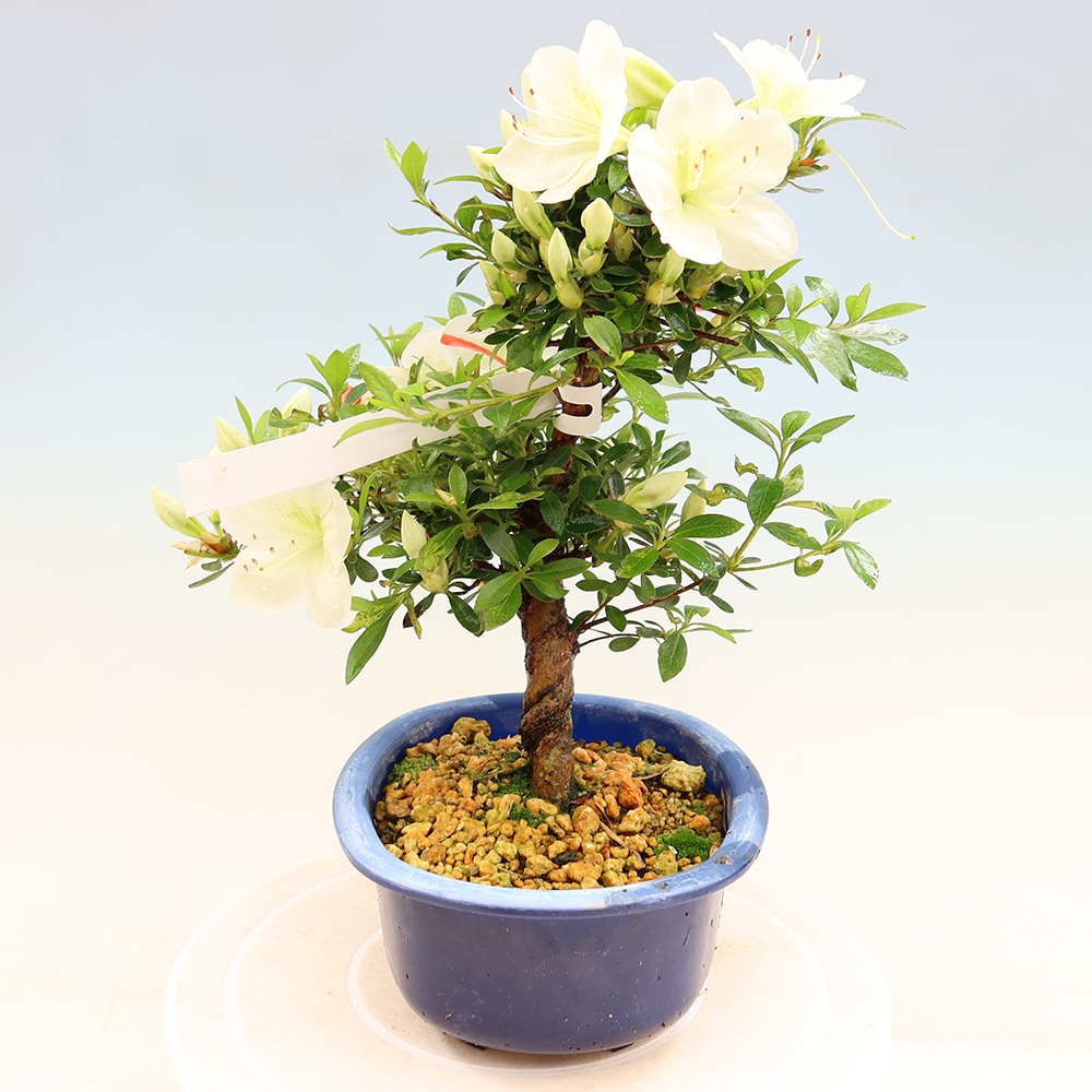 Venkovní bonsai - Japonská azalka - Azalea Asahi-no-izumi
