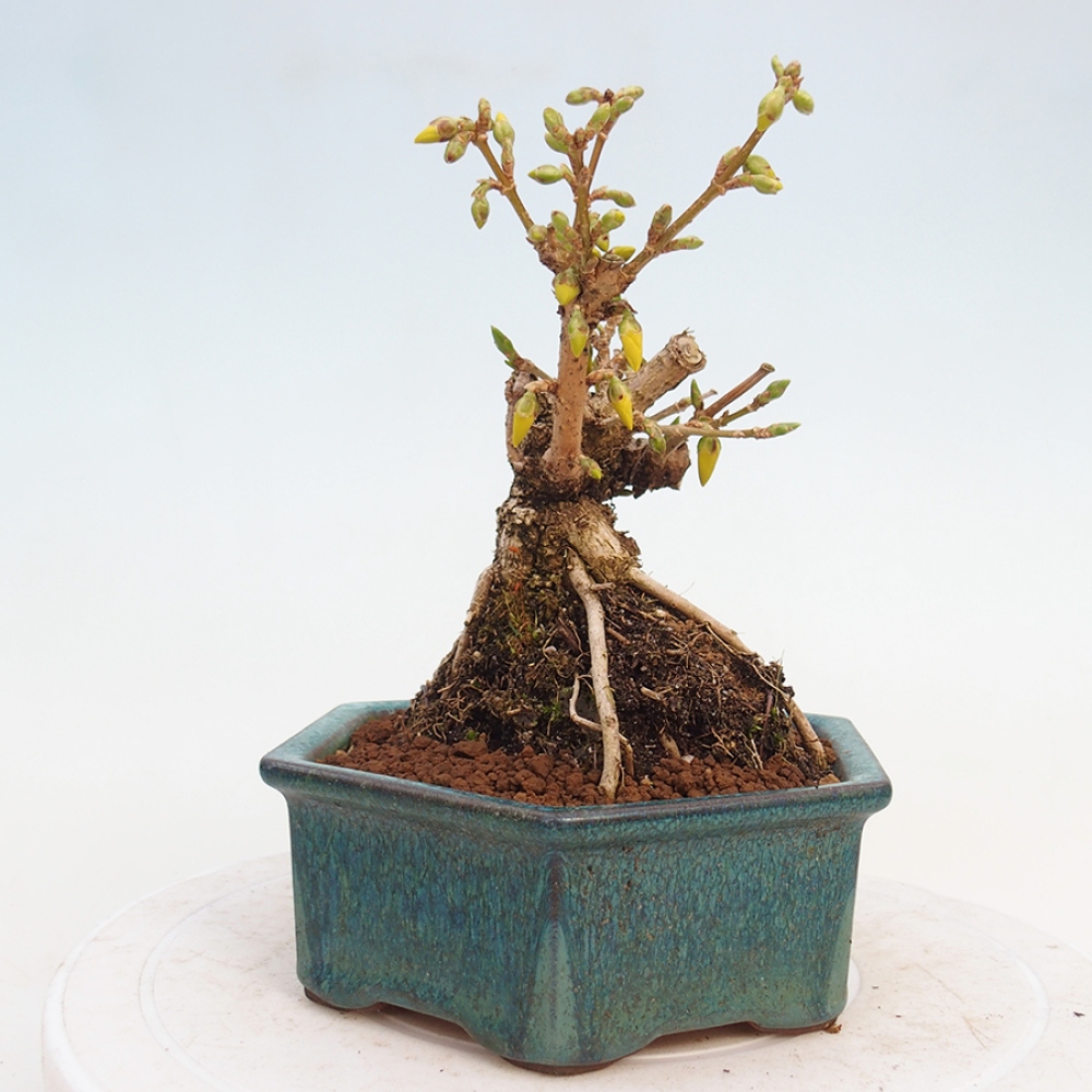 Venkovní bonsai - Zlatice - Forsythia intermedia 