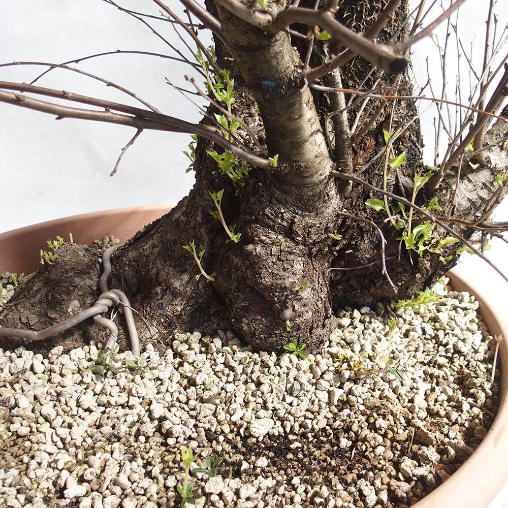 Venkovní bonsai -Mahalebka - Prunus mahaleb