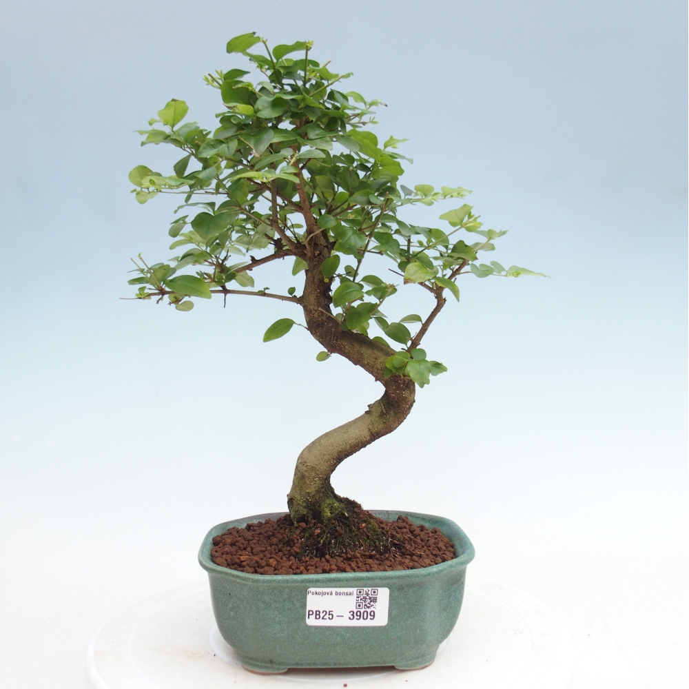 Pokojová bonsai -Ligustrum chinensis - Ptačí zob