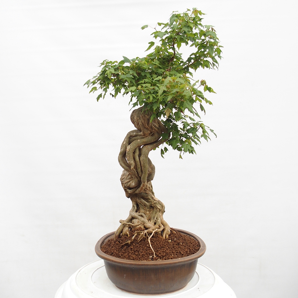 Venkovní bonsai - Acer Buergerianum - Javor Burgerův