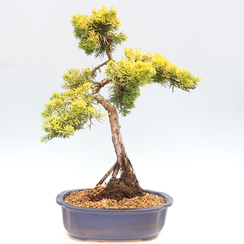 Venkovní bonsai - Juniperus chinensis plumosa aurea - Jalovec čínský zlatý