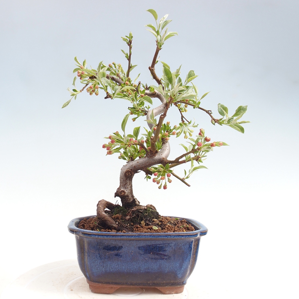 Venkovní bonsai - Malus sargentii -  Maloplodá jabloň