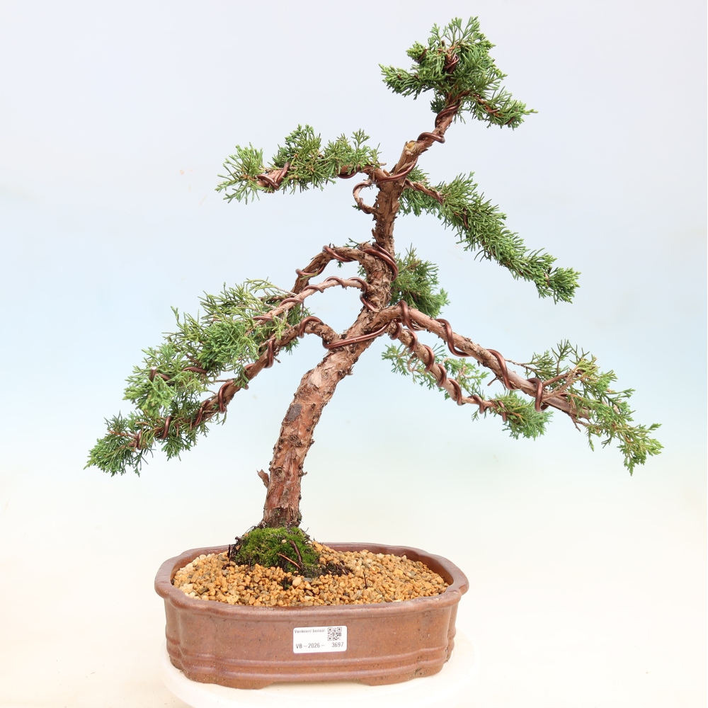 Venkovní bonsai - Juniperus chinensis Kishu -Jalovec čínský