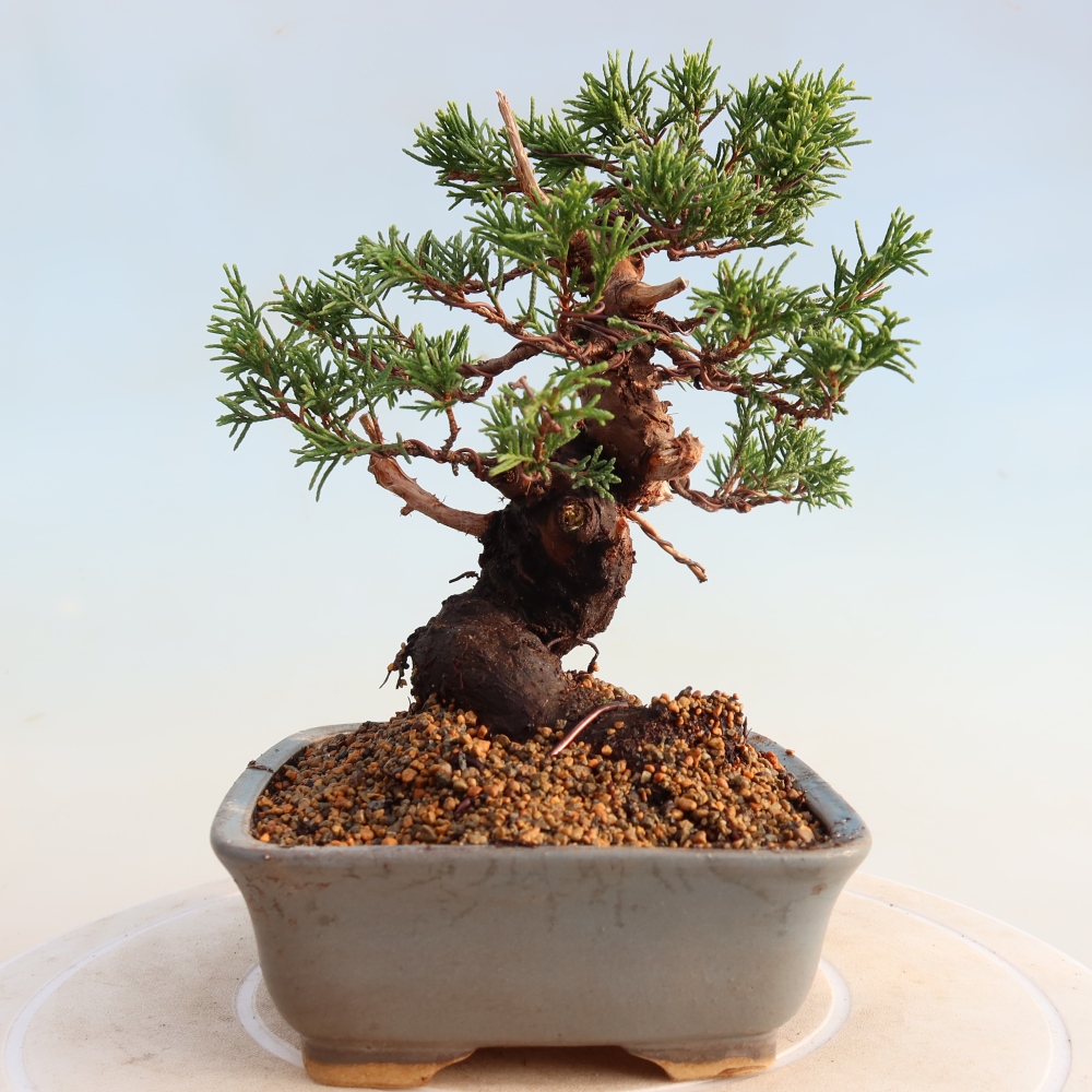 Venkovní bonsai - Juniperus chinensis Itoigawa -Jalovec čínský
