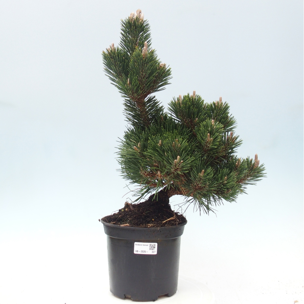 Venkovní bonsai - Pinus thunbergii senjyumaru - Borovice thunbergova