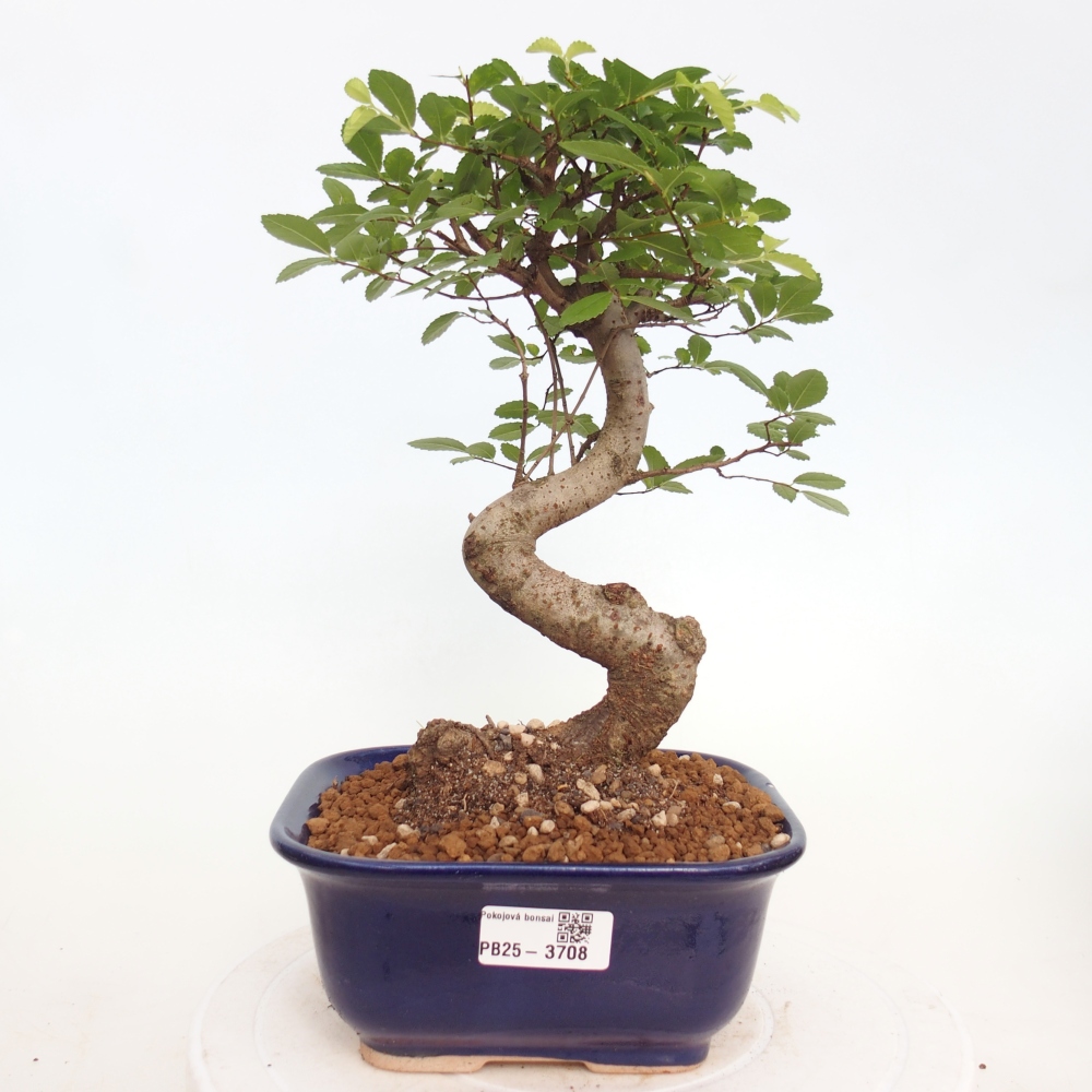 Pokojová bonsai - Ulmus parvifolia - Malolistý jilm