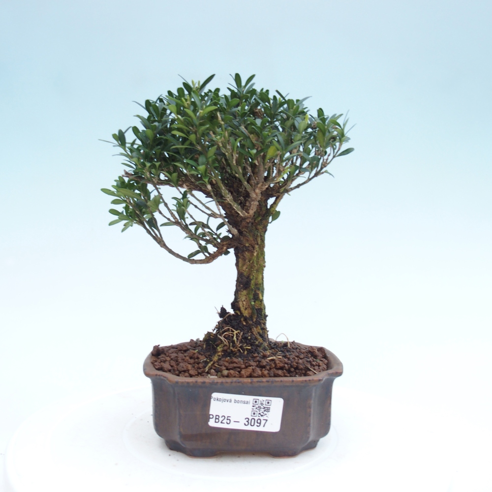 Pokojová bonsai - Buxus harlandii -korkový buxus