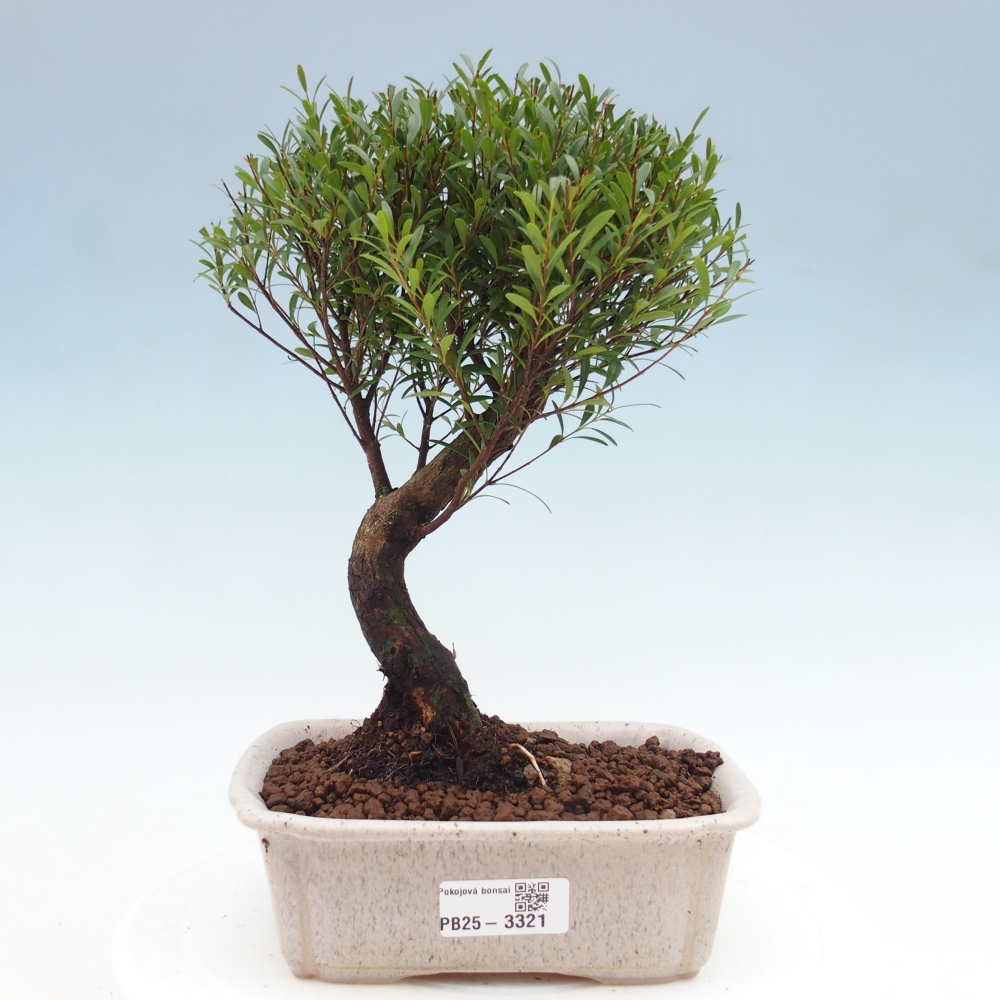 Pokojová bonsai - Syzygium - Pimentovník
