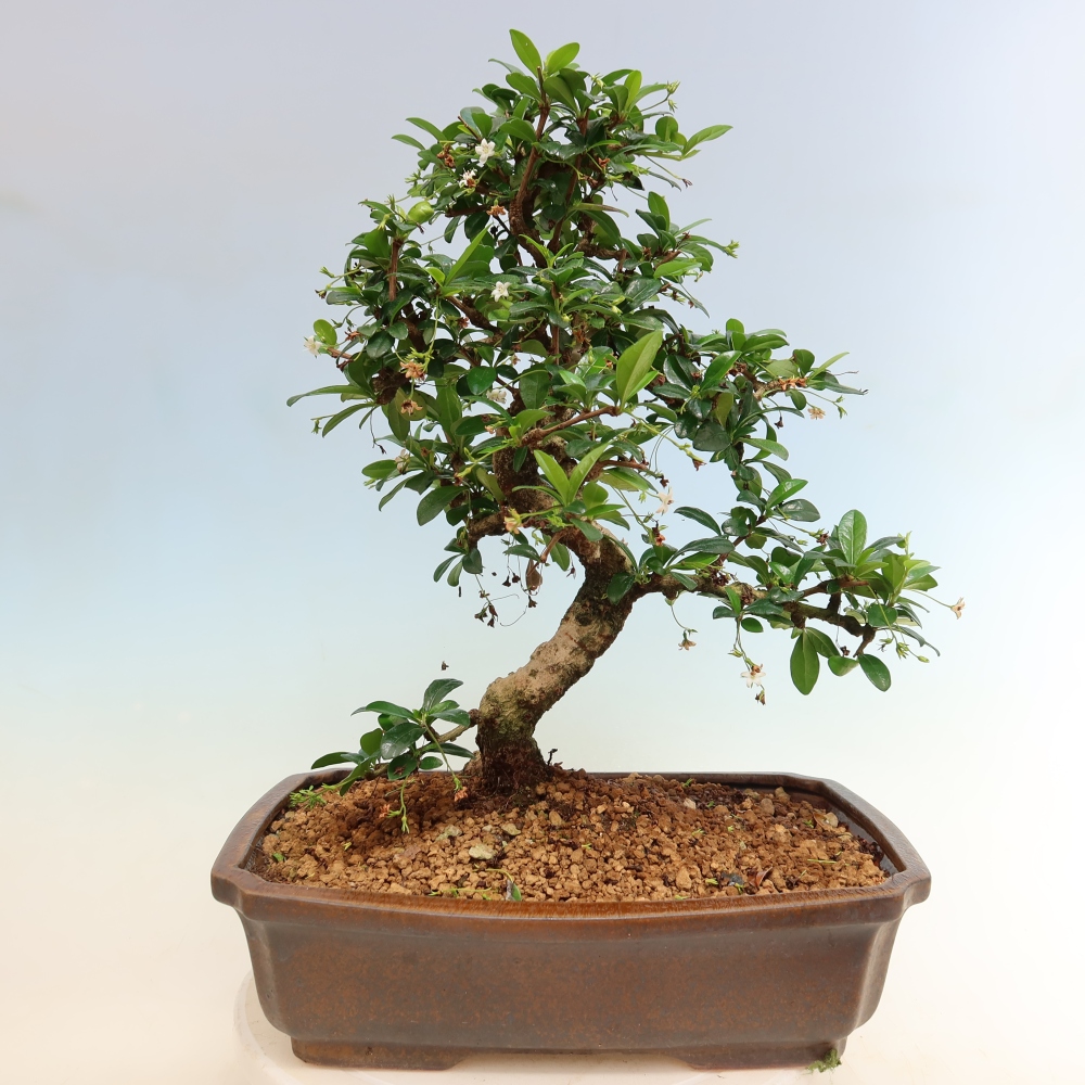 Pokojová bonsai - Carmona macrophylla - Čaj fuki
