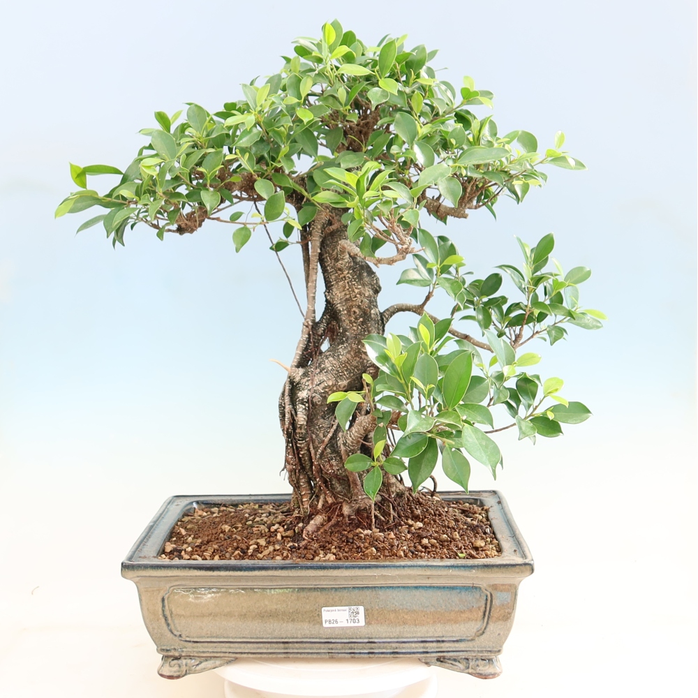 Pokojová bonsai - Ficus kimmen -  malolistý fíkus
