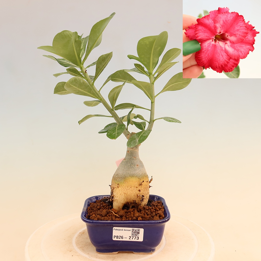 Pokojová bonsai - Adenium obesum roubovaná V.F.S.326  - Pouštní růže