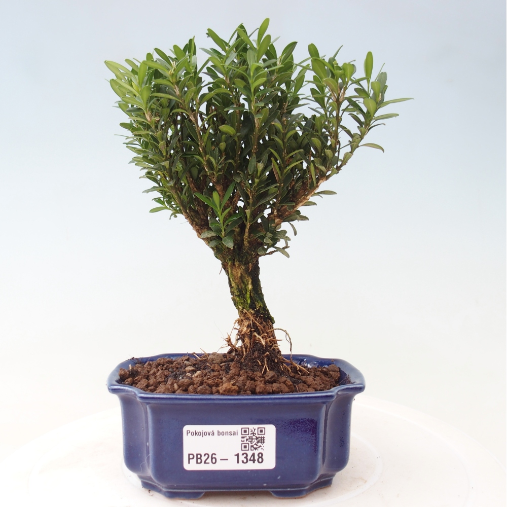 Pokojová bonsai - Buxus harlandii -korkový buxus
