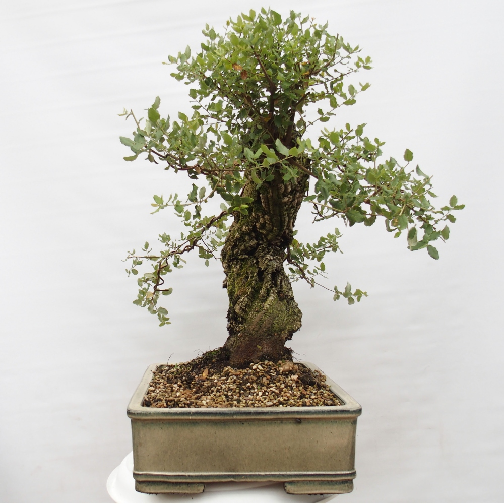 venkovní bonsai Quercus suber - Korkový dub